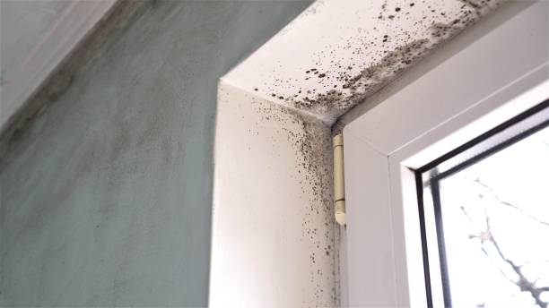 Best Mold Damage Restoration  in Duchesne, UT