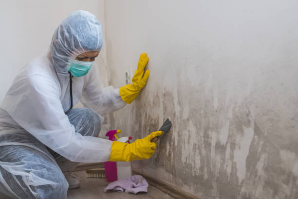 Best Forensic Mold Investigation  in Duchesne, UT