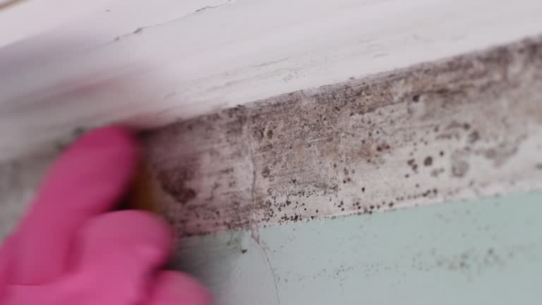 Best Real Estate Mold Inspection  in Duchesne, UT